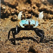 ユーザーアイコン